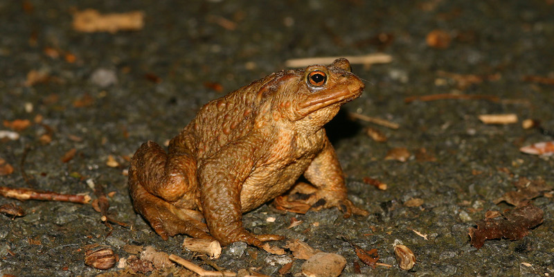 Landkreis Holzminden: Amphibien in Sicht - Straßensperrungen